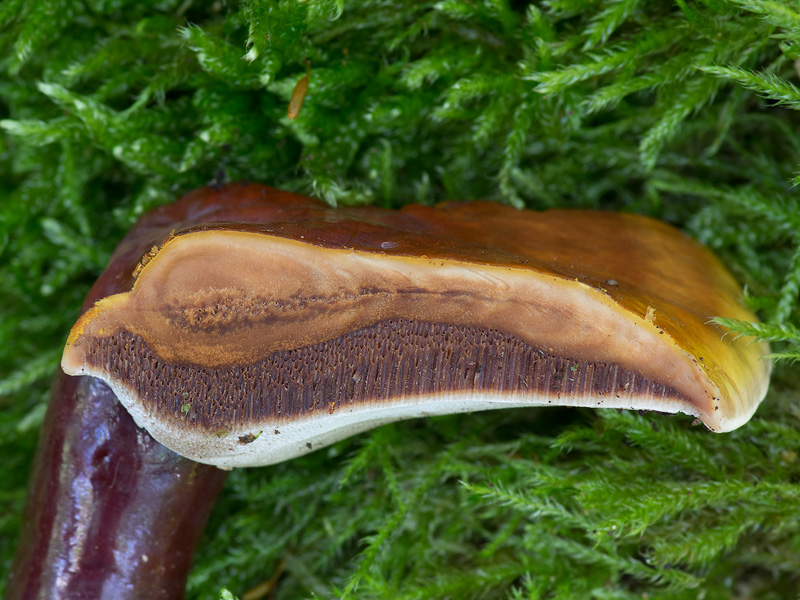 Ganoderma lucidum